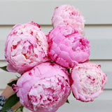 Peony Dream Bouquet