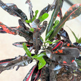 Codiaeum variegatum 'Mamey' (Mamey Croton) - 10" pot