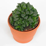 Star Cactus (Haworthia retusa)