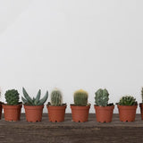 Succulent Assorted 2”