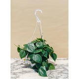 Heart Leaf Philodendron (Philodendron cordatum)