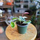 Hoya carnosa 'Tricolour' - 4" pot