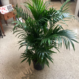Cat Palm (Chamaedorea cataractarum)