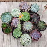Echeveria Assorted