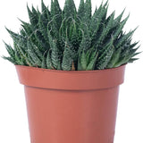 Lace Aloe (Aristaloe aristata)