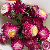 Strawflower Bunch