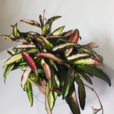 Wax Vine (Hoya wayettii)