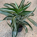 Dracaena fragrans 'Jade Jewel - 6" pot