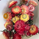 Strawflower Bunch