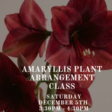 Amaryllis Plant Arrangement Class: Saturday December 5th 3:30PM - 4:30PM