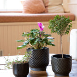 Black Scallop Pot
