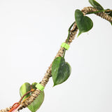 Reusable Plant Tape - 20 ft