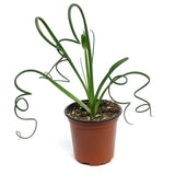 Frizzle Sizzle (Albuca spiralis)
