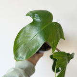 Philodendron pedatum (Oak Leaf Philodendron) - 4" pot