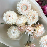 Strawflower Bunch