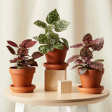 Polka Dot Plant (Hypoestes phyllostachya)