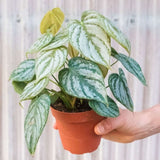 Philodendron Brandi Silver Leaf