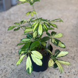 Umbrella Tree (Schefflera arboricola)- 6" pot