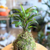 Kokedama Making Workshop: Saturday November 15th @ 3:30PM
