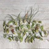Air Plant (Tillandsia sp.)