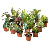 Tropical assorted 2”