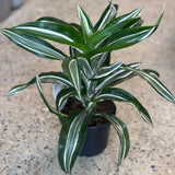 Dracaena fragrans 'Jade Jewel - 6" pot