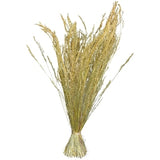Stargrass Bundle