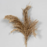 Plume Reed Bundle