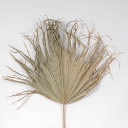 Natural Dried Palm Fan