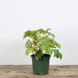 Grape Ivy (Cissus alata)