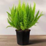 Foxtail Fern