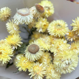 Strawflower Bunch