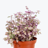 Creeping Inchplant (Callisia repens ‘Pink Lady’)
