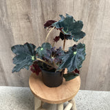 Begonia ‘Black Fang’