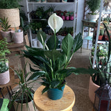 Peace Lily (Spathiphyllum) - 6" pot