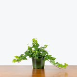 English Ivy (Hedera helix)