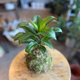 Kokedama