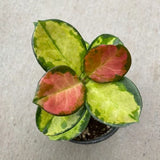 Wax Vine (Hoya australis)