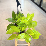 Neon Pothos (Epipremnum aureum 'Neon') - 6" pot