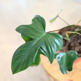 Philodendron pedatum (Oak Leaf Philodendron) - 6" pot