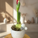 Yuletide Amaryllis