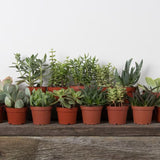 Succulent Assorted 2”