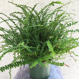 Lemon Button Fern (Pellaea rotundifolia)