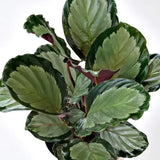 Calathea Corona