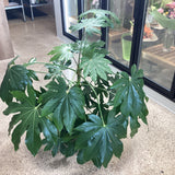 Japanese Aralia (Fatsia japonica)- 12" pot