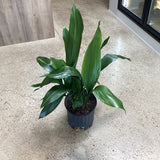 Cast Iron Plant (Aspidistra elatior)