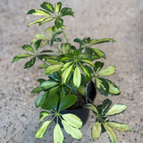 Umbrella Tree (Schefflera arboricola)- 6" pot
