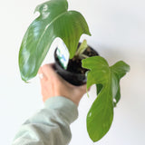 Philodendron pedatum (Oak Leaf Philodendron) - 4" pot
