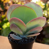 Flapjack (Kalanchoe luciae)