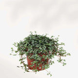 Silver Sparkle Pilea (Pilea glauca)